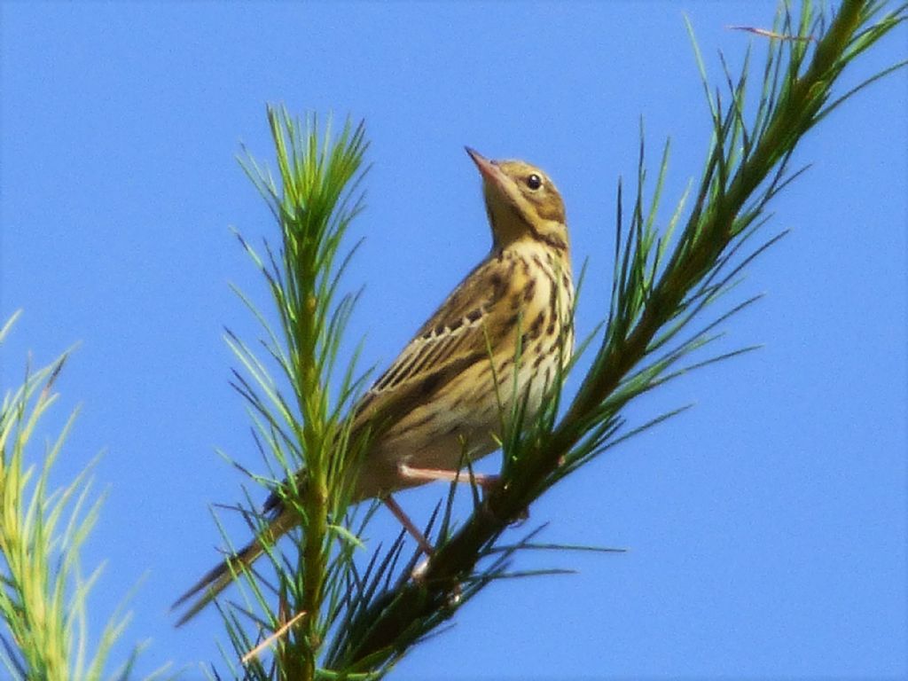 Prispolone (Anthus trivialis)